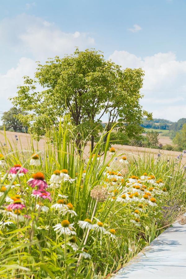 Baum auf dem Dach